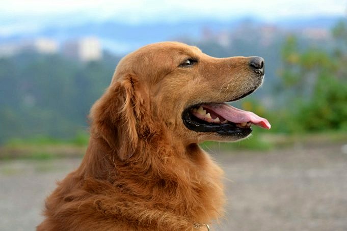 Het Goede, Het Slechte En Het Lelijke Van Visolie Voor Honden