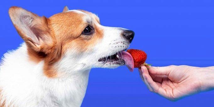 Kunnen Honden Aardbeien Eten?
